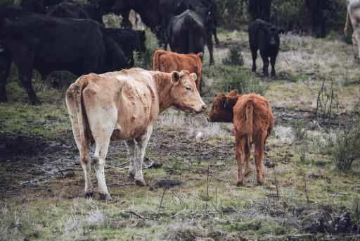 Gau Seva – Sacred cow in pastoral setting