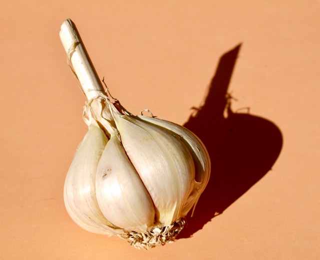 GARLIC