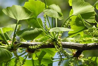 GINKGO
