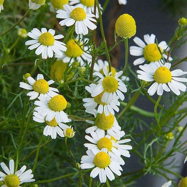 CHAMOMILE