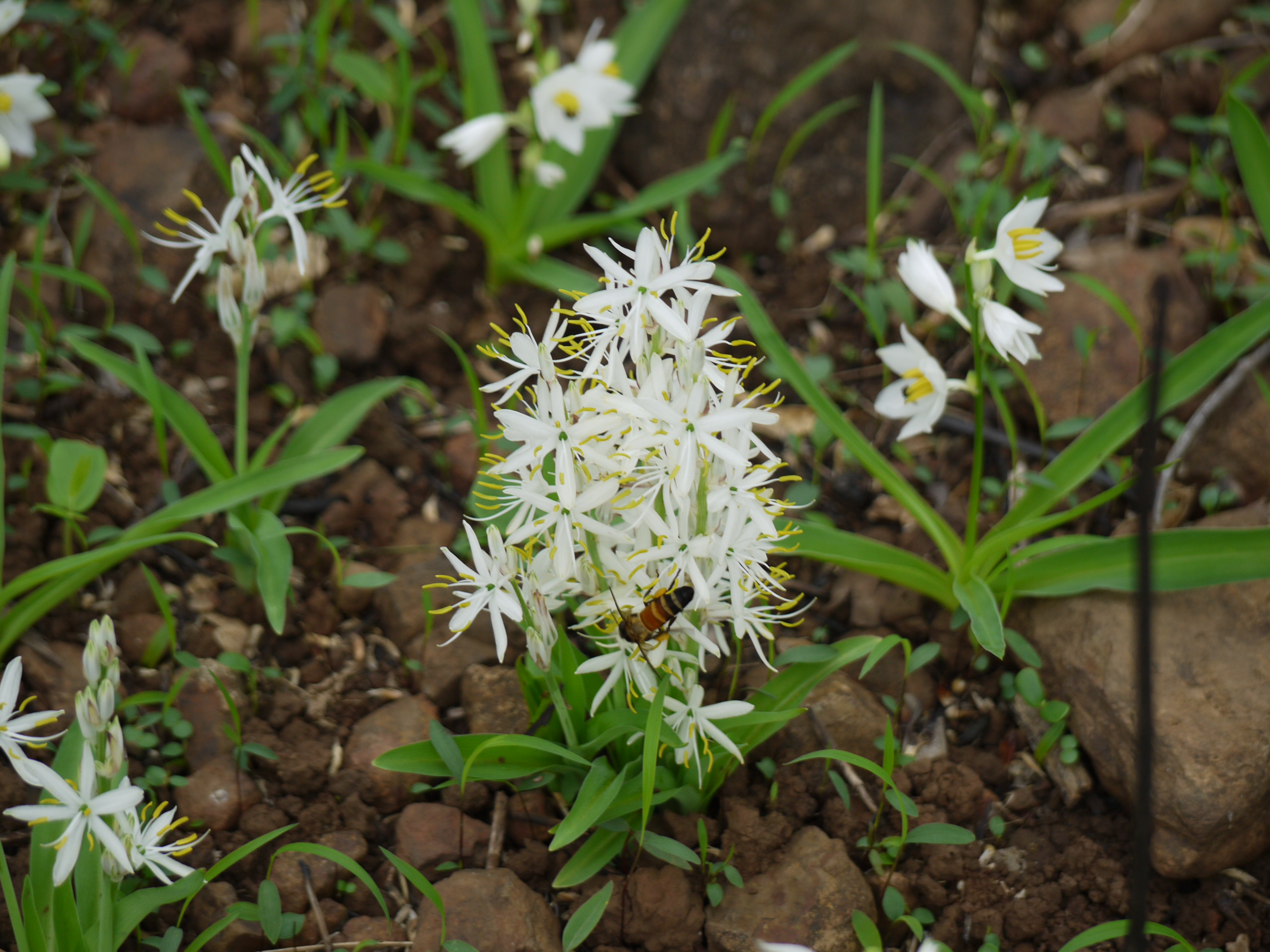 SAFED MUSLI